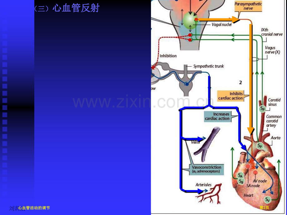 心血管活动的调节专家讲座.pptx_第2页