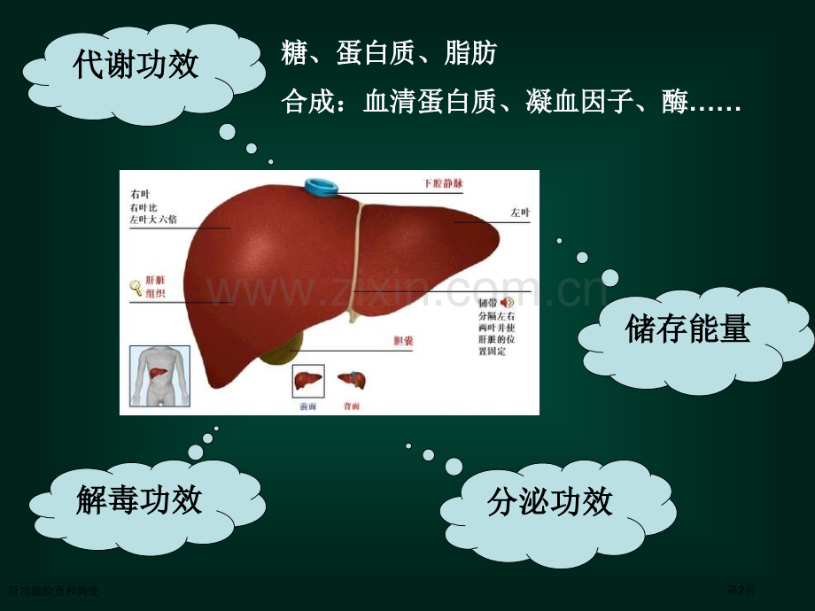 肝功能检查和粪便专家讲座.pptx_第2页