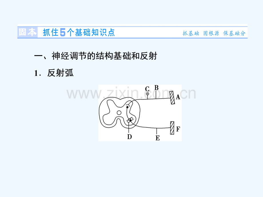 2016新课标高考生物总复习必修3通过神经系统的调节.pptx_第2页