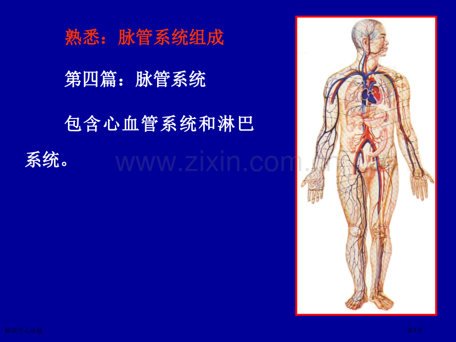 解剖学心动脉专家讲座.pptx_第1页