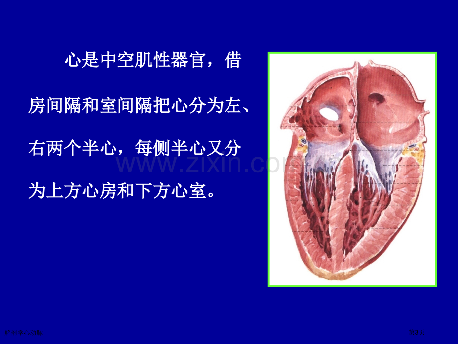 解剖学心动脉专家讲座.pptx_第3页