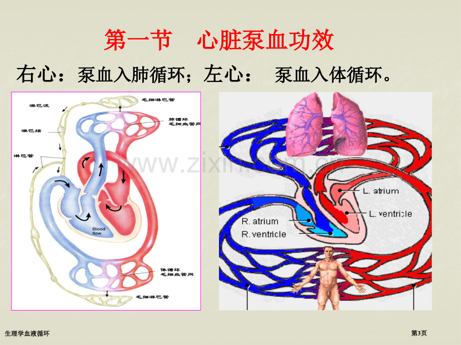 生理学血液循环.pptx_第3页