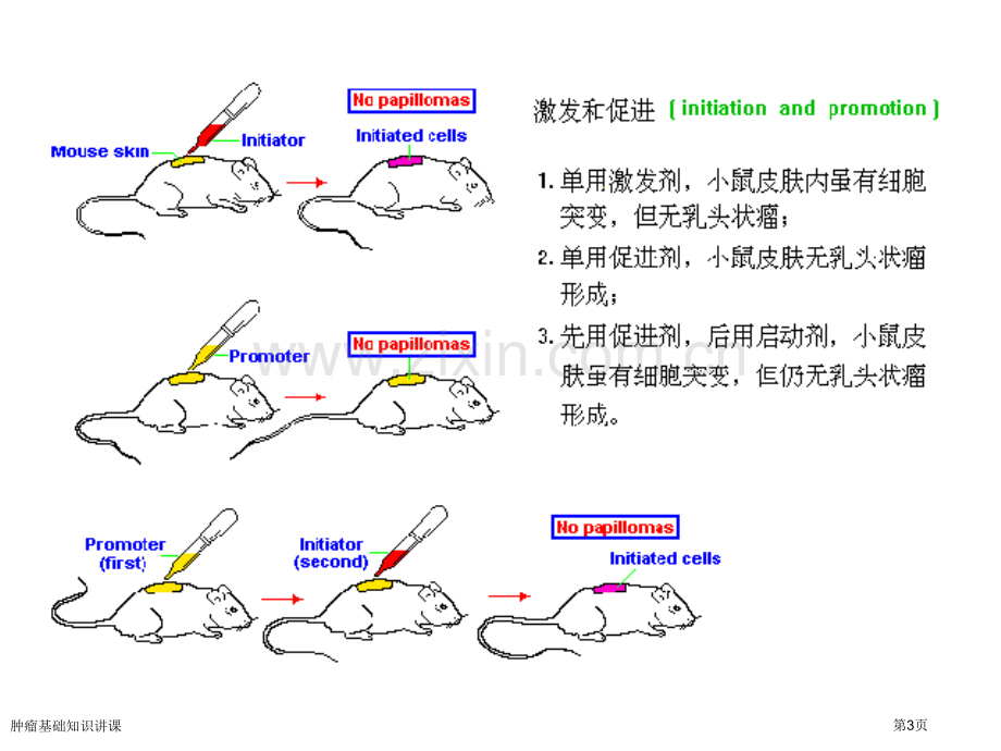 肿瘤基础知识讲课专家讲座.pptx_第3页