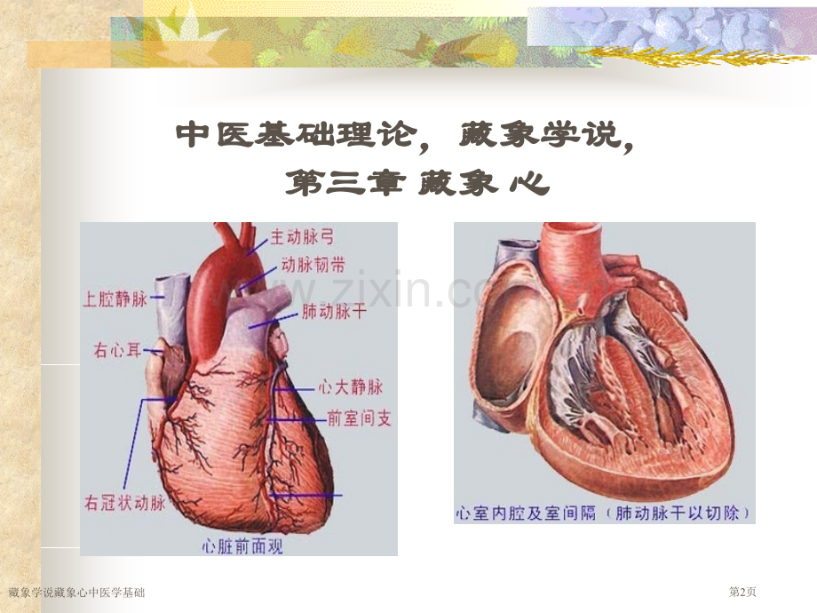 藏象学说藏象心中医学基础专家讲座.pptx_第2页