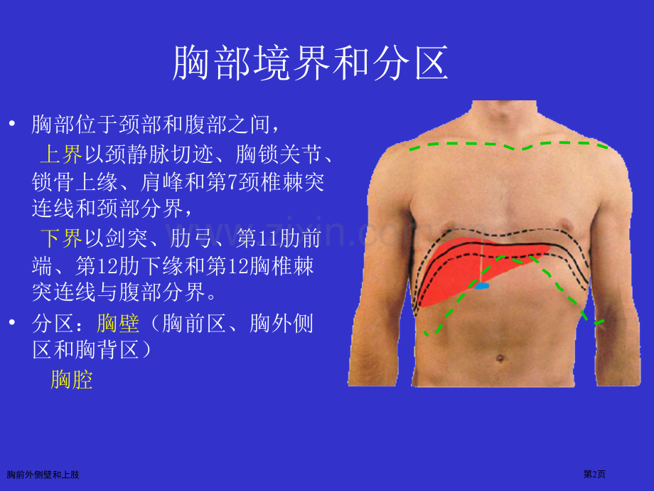 胸前外侧壁和上肢专家讲座.pptx_第2页