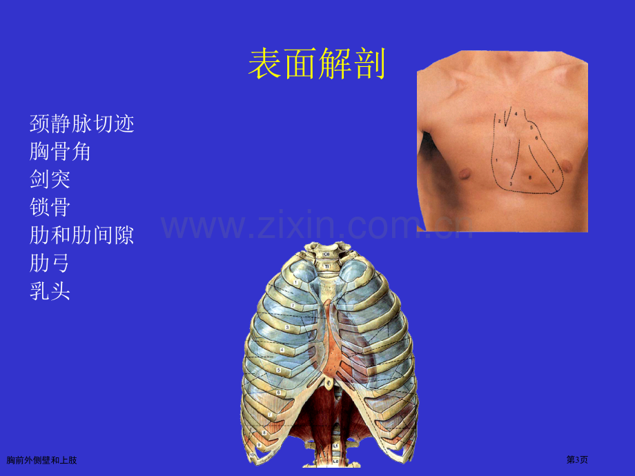 胸前外侧壁和上肢专家讲座.pptx_第3页