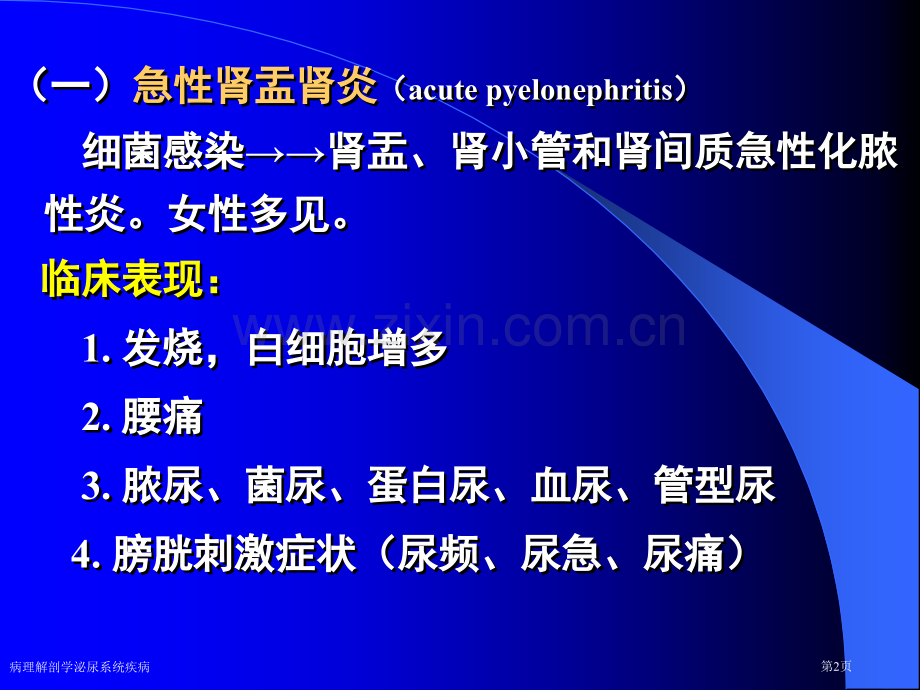 病理解剖学泌尿系统疾病专家讲座.pptx_第2页