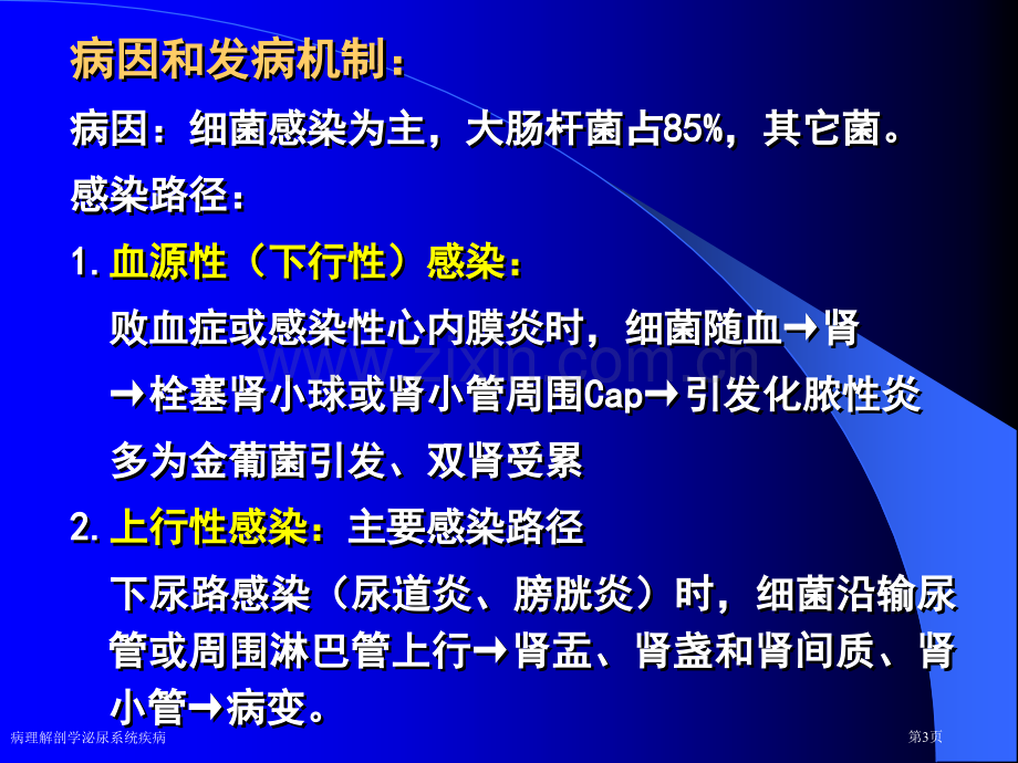 病理解剖学泌尿系统疾病专家讲座.pptx_第3页