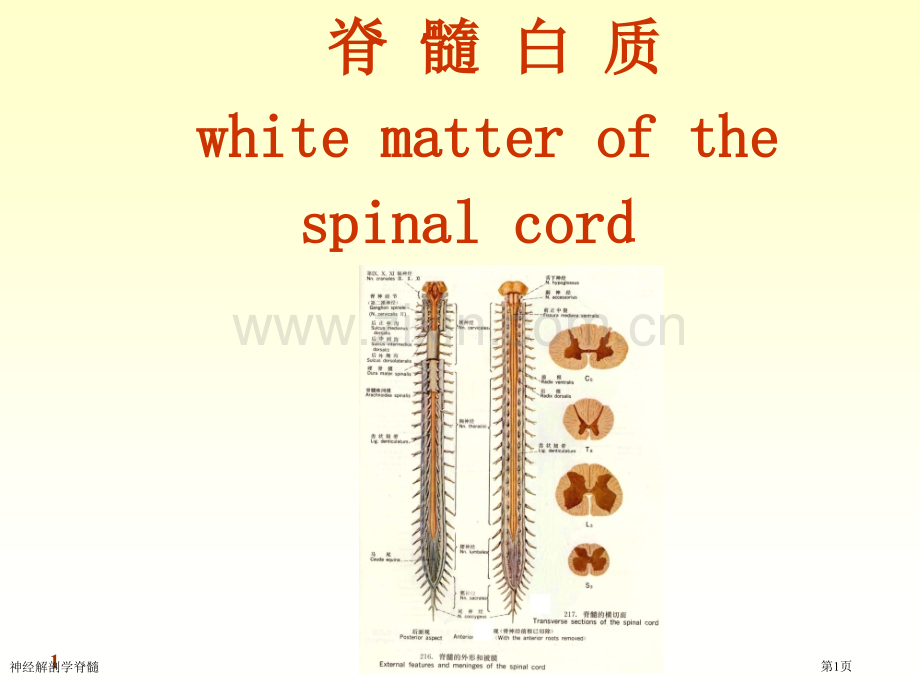 神经解剖学脊髓专家讲座.pptx_第1页