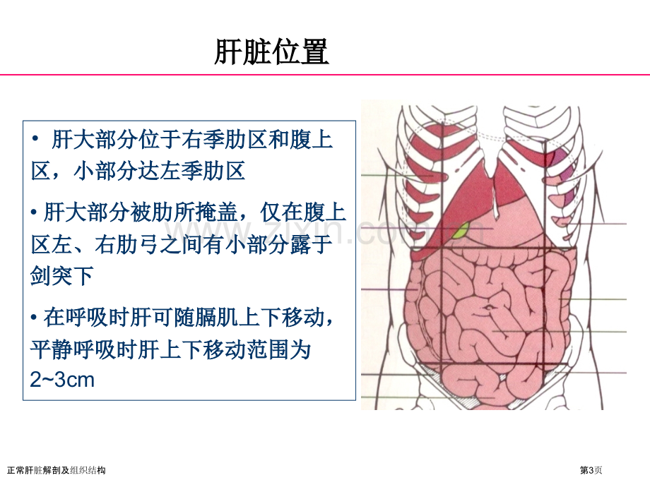 正常肝脏解剖及组织结构专家讲座.pptx_第3页