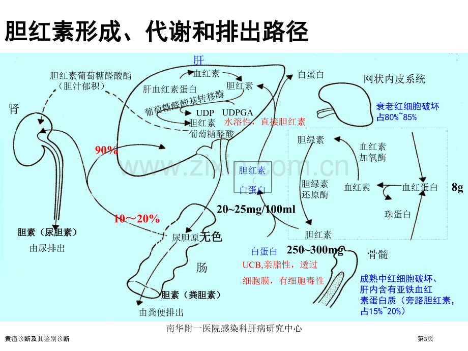 黄疸诊断及其鉴别诊断.pptx_第3页