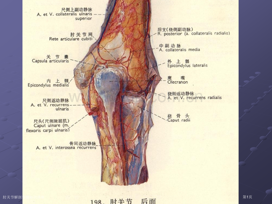 肘关节解剖专题知识讲座专家讲座.pptx_第1页