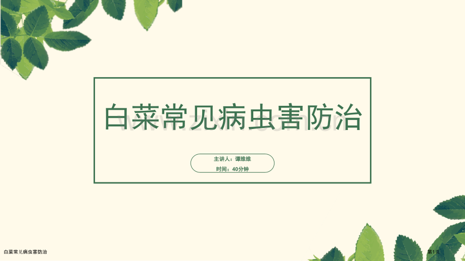 白菜常见病虫害防治专家讲座.pptx_第1页