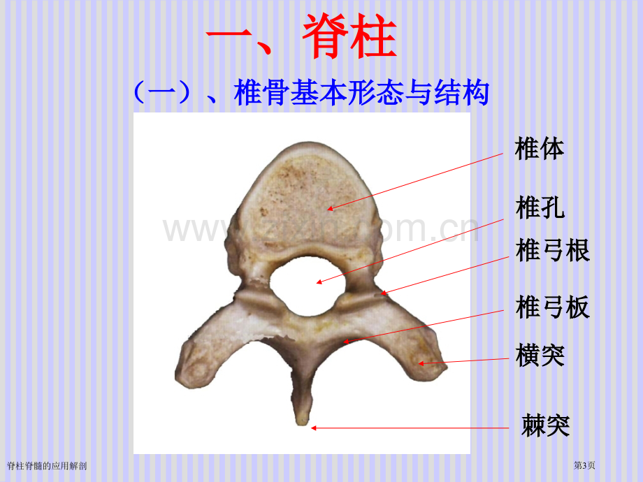 脊柱脊髓的应用解剖.pptx_第3页