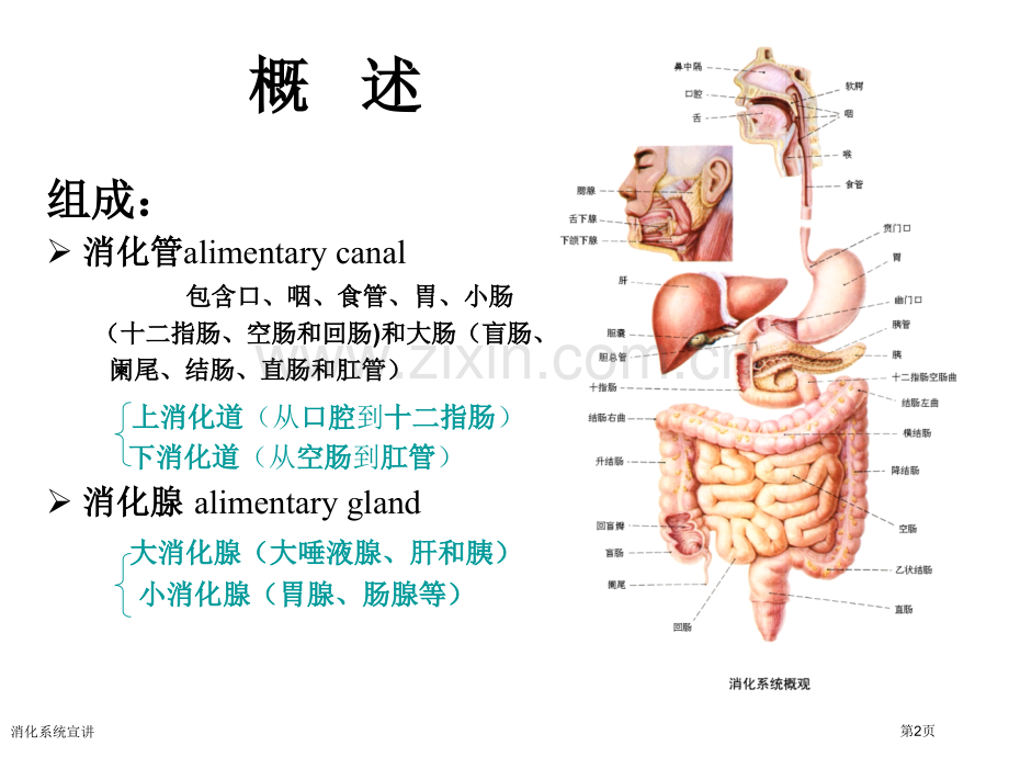 消化系统宣讲专家讲座.pptx_第2页