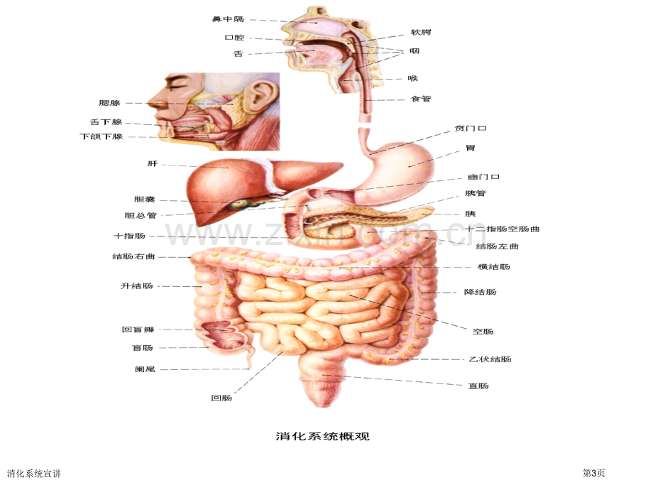 消化系统宣讲专家讲座.pptx_第3页