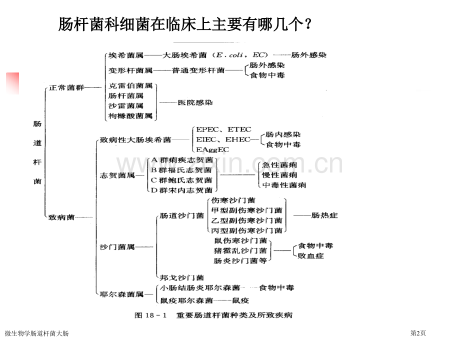 微生物学肠道杆菌大肠专家讲座.pptx_第2页