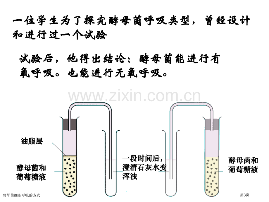 酵母菌细胞呼吸的方式专家讲座.pptx_第3页