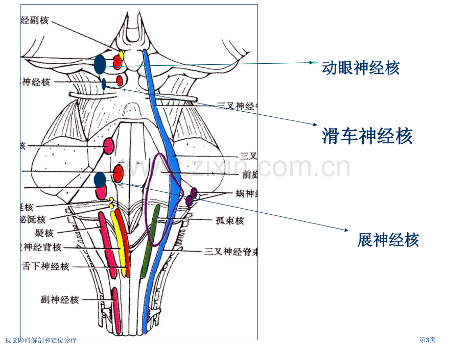 视觉障碍解剖和定位诊疗专家讲座.pptx_第3页