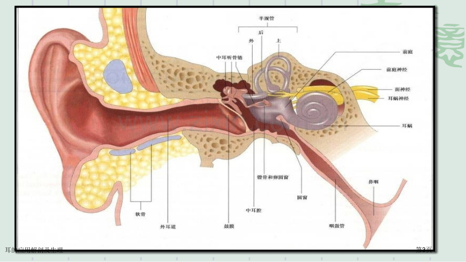 耳的应用解剖及生理.pptx_第3页