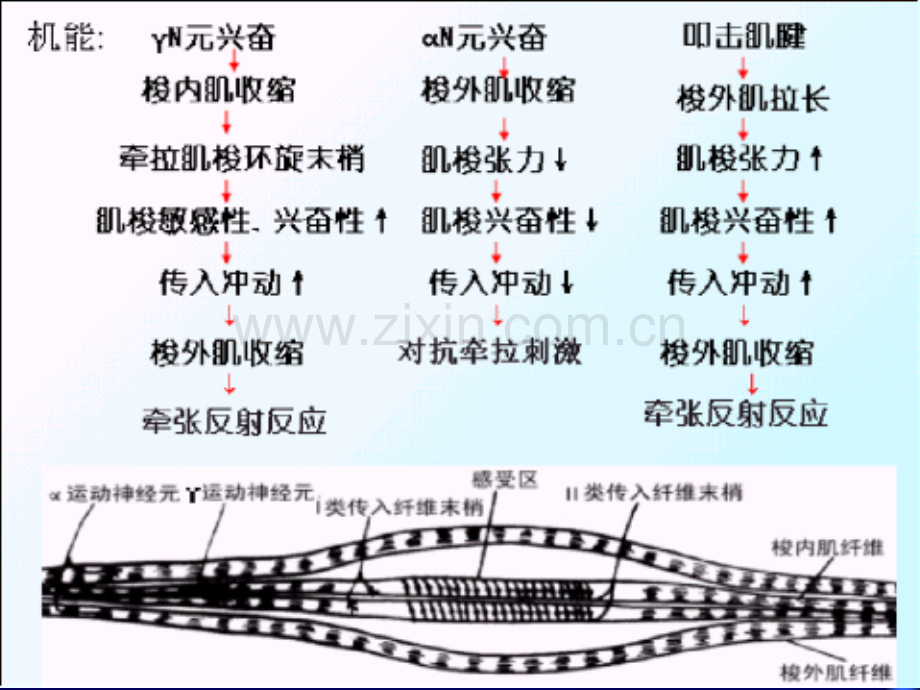 62中枢神经系统对躯体运动的调节.pptx_第3页