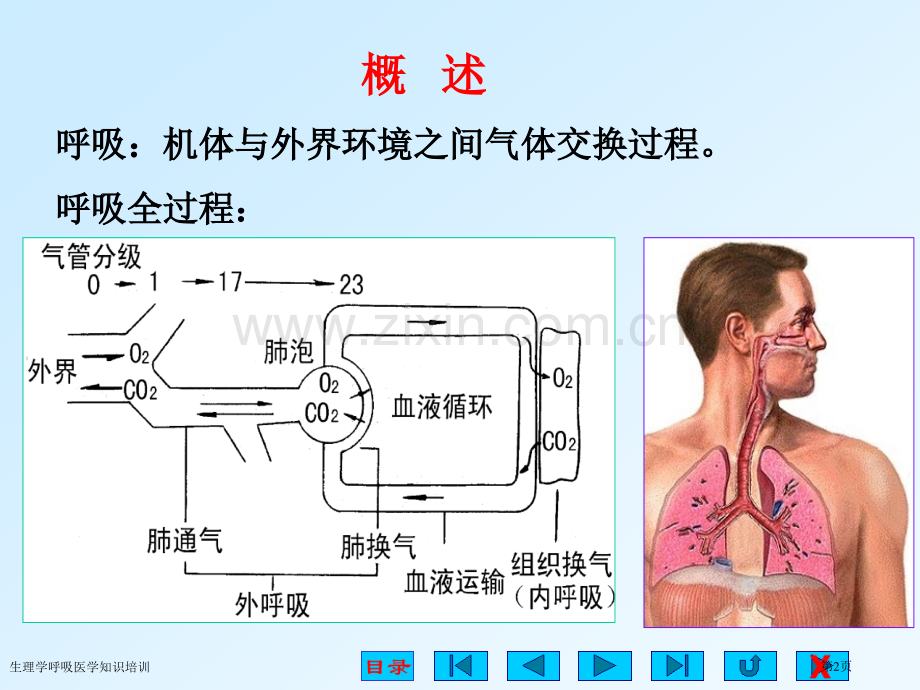 生理学呼吸医学知识培训专家讲座.pptx_第2页