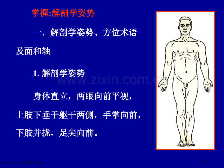 解剖学之躯干骨上肢骨和连结专家讲座.pptx_第2页