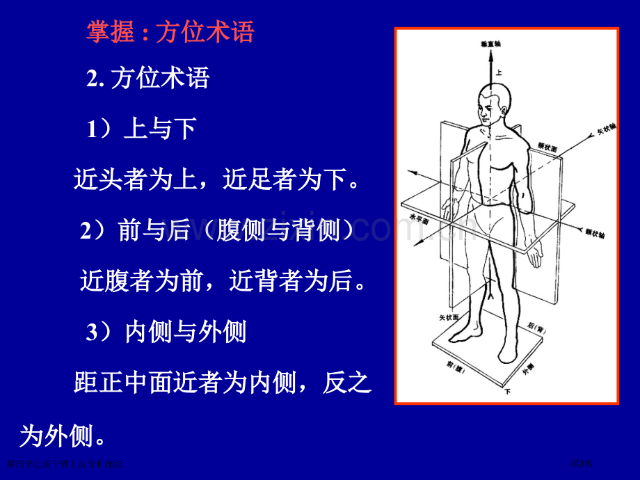 解剖学之躯干骨上肢骨和连结专家讲座.pptx_第3页