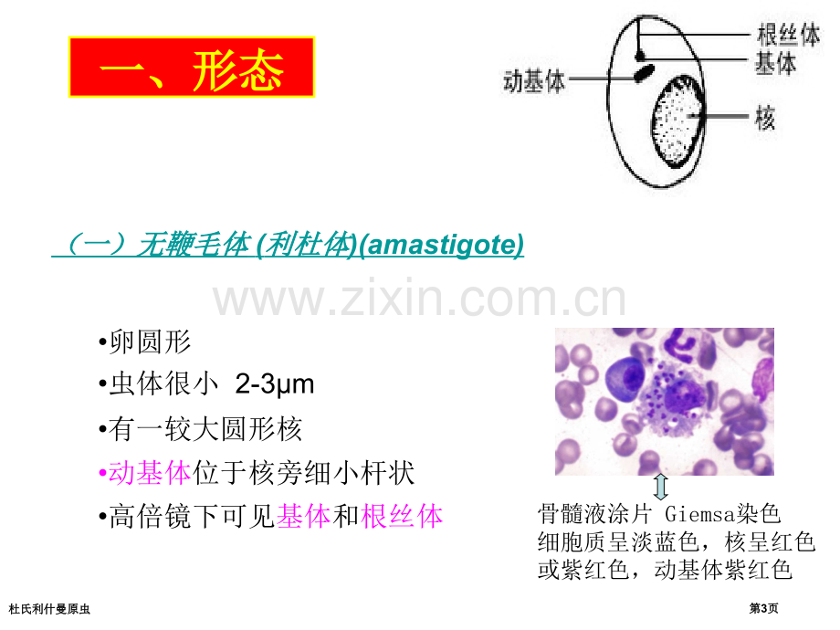 杜氏利什曼原虫专家讲座.pptx_第3页