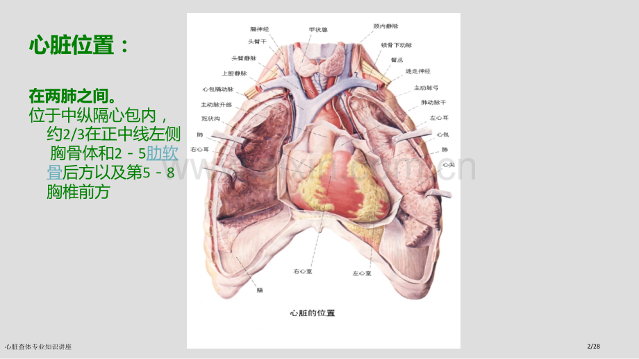 心脏查体专业知识讲座.pptx_第2页