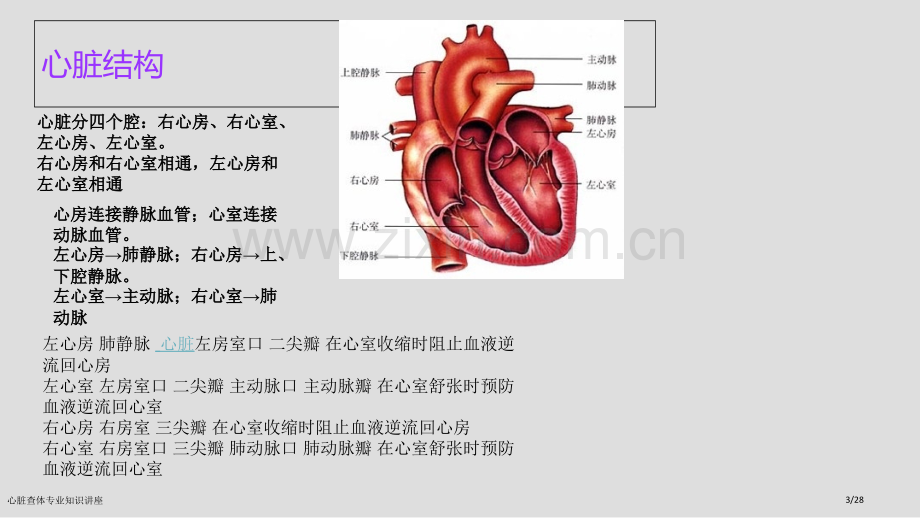 心脏查体专业知识讲座.pptx_第3页