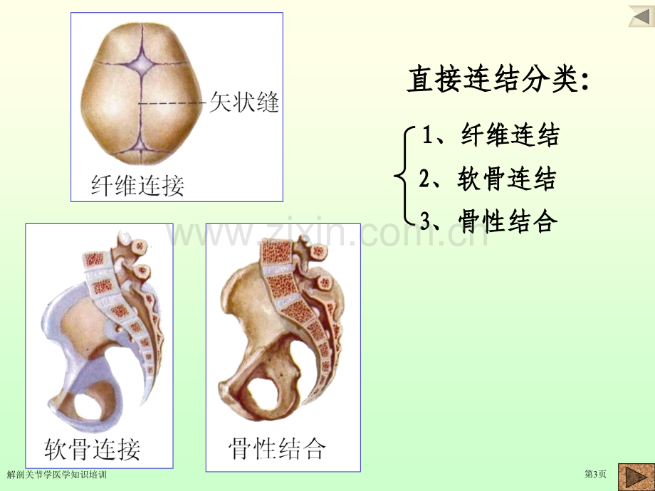 解剖关节学医学知识培训专家讲座.pptx_第3页