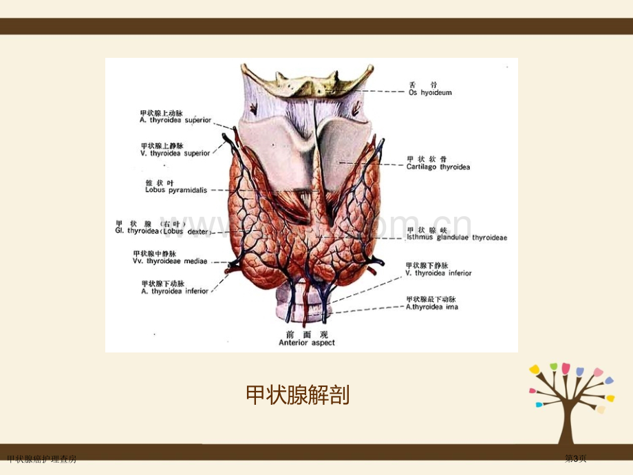 甲状腺癌护理查房.pptx_第3页