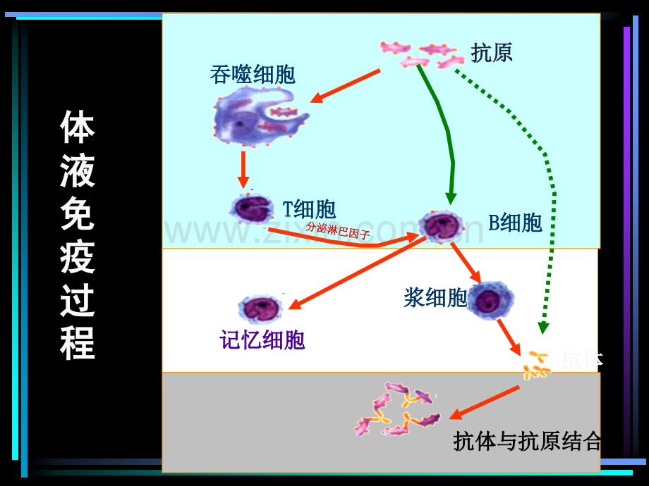 4免疫调节.pptx_第3页