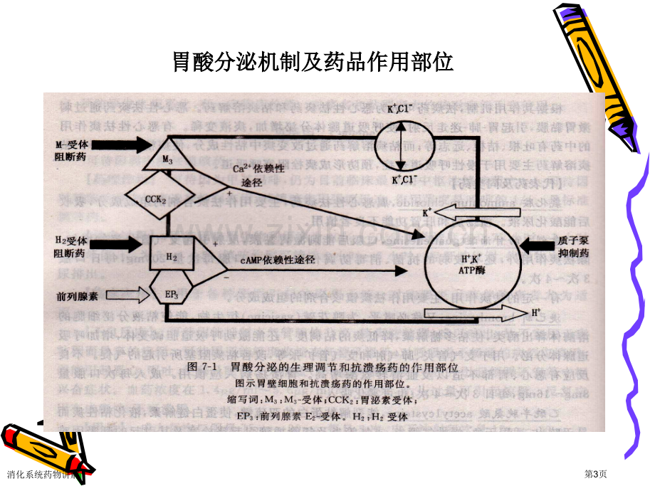 消化系统药物讲解专家讲座.pptx_第3页