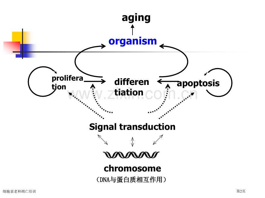 细胞衰老和凋亡培训专家讲座.pptx_第2页