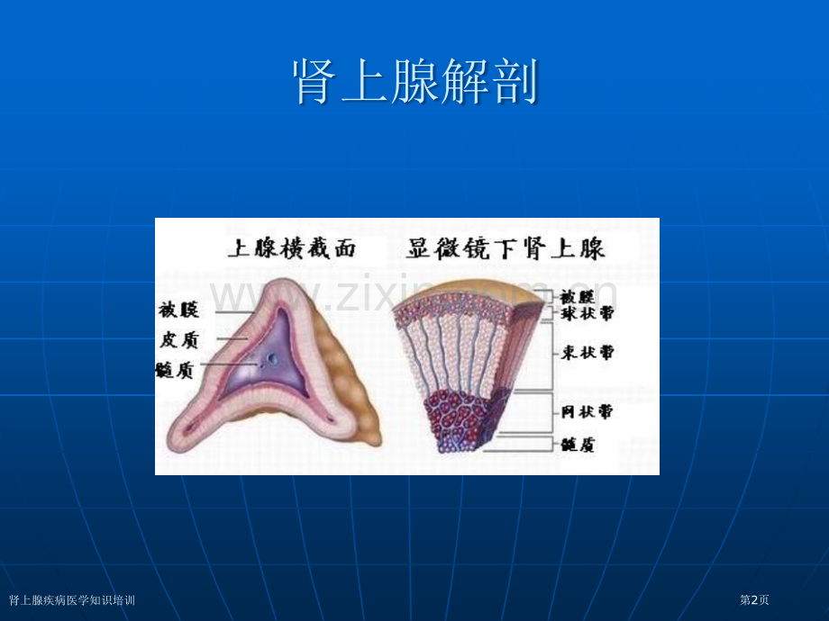 肾上腺疾病医学知识培训专家讲座.pptx_第2页