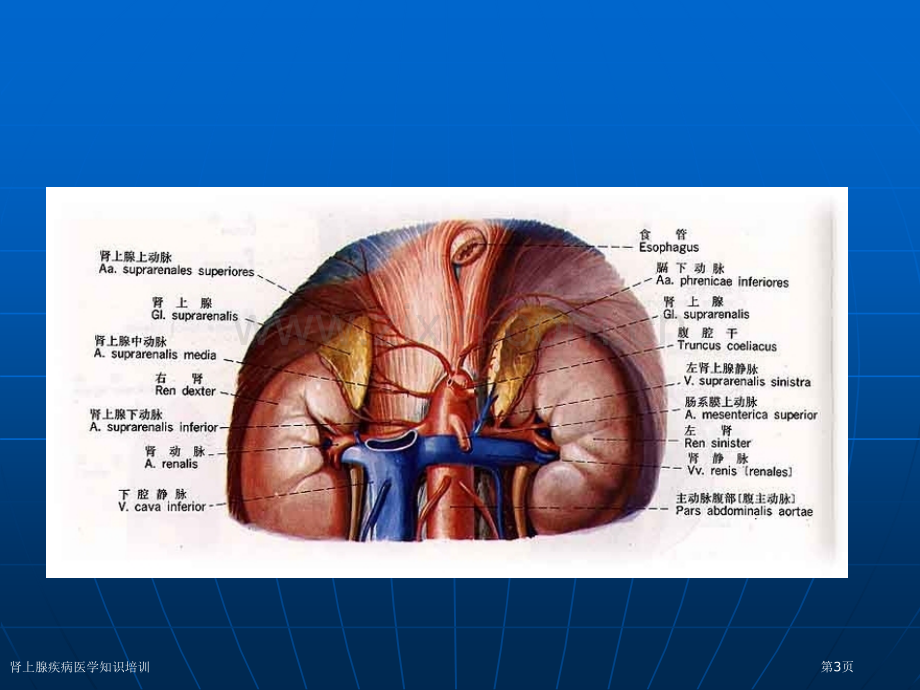 肾上腺疾病医学知识培训专家讲座.pptx_第3页