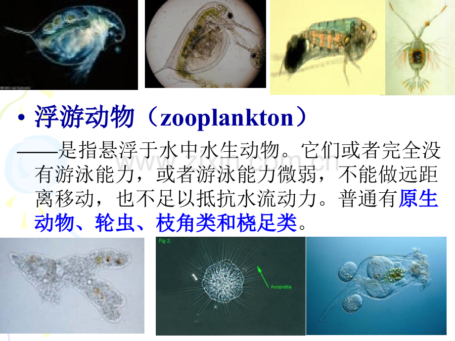 水生化学原生动物protozoa公开课一等奖优质课大赛微课获奖课件.pptx_第2页