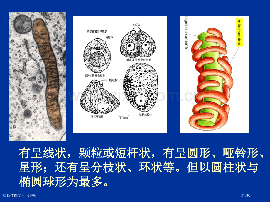 线粒体医学知识讲座专家讲座.pptx_第3页