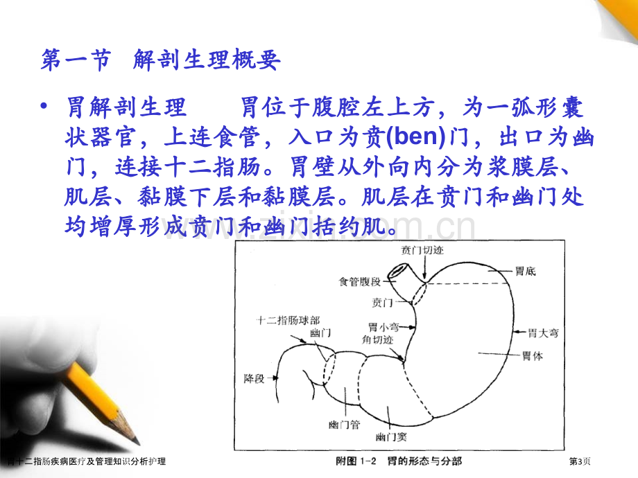 胃十二指肠疾病医疗及管理知识分析护理.pptx_第3页