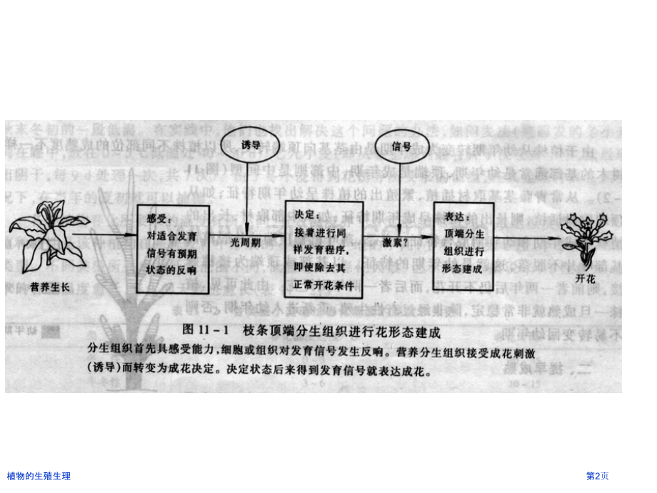 植物的生殖生理.pptx_第2页