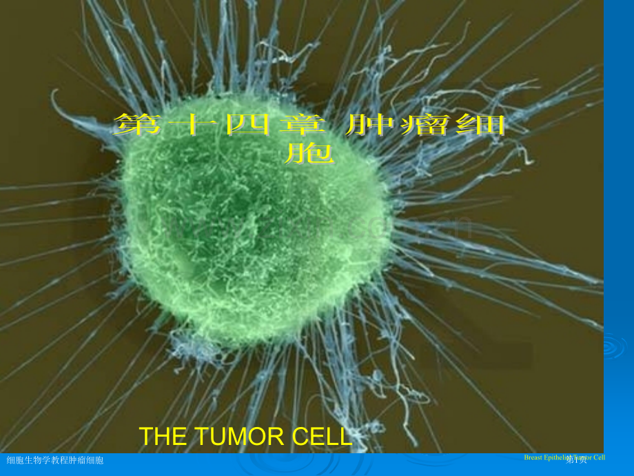 细胞生物学教程肿瘤细胞专家讲座.pptx_第1页