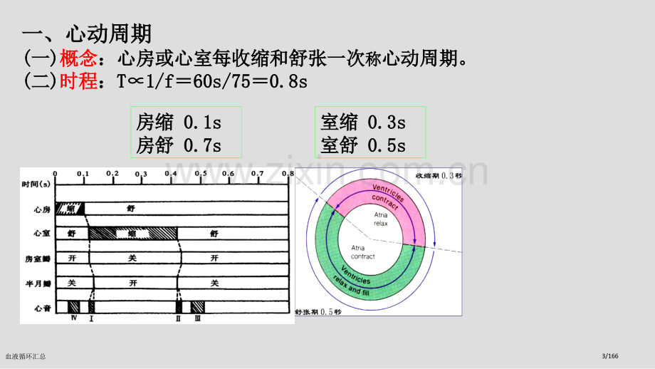 血液循环汇总.pptx_第3页