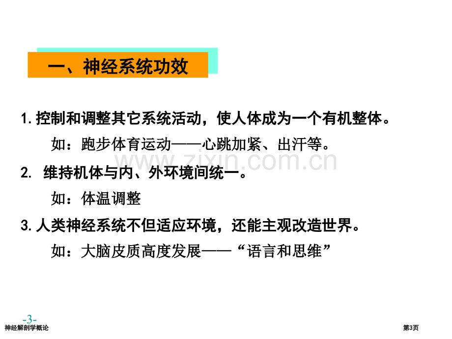 神经解剖学概论专家讲座.pptx_第3页