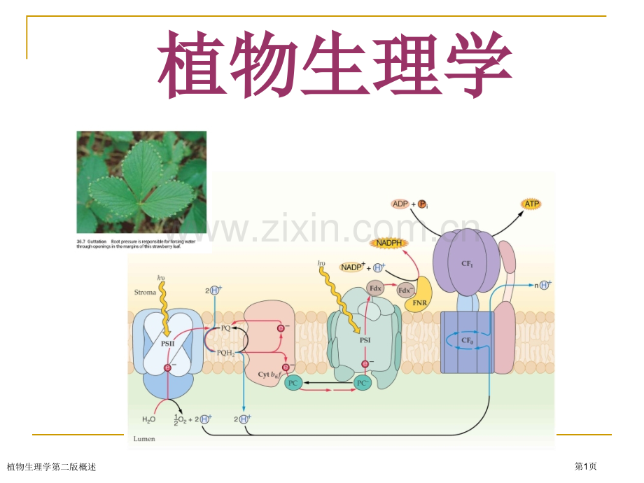 植物生理学第二版概述专家讲座.pptx_第1页