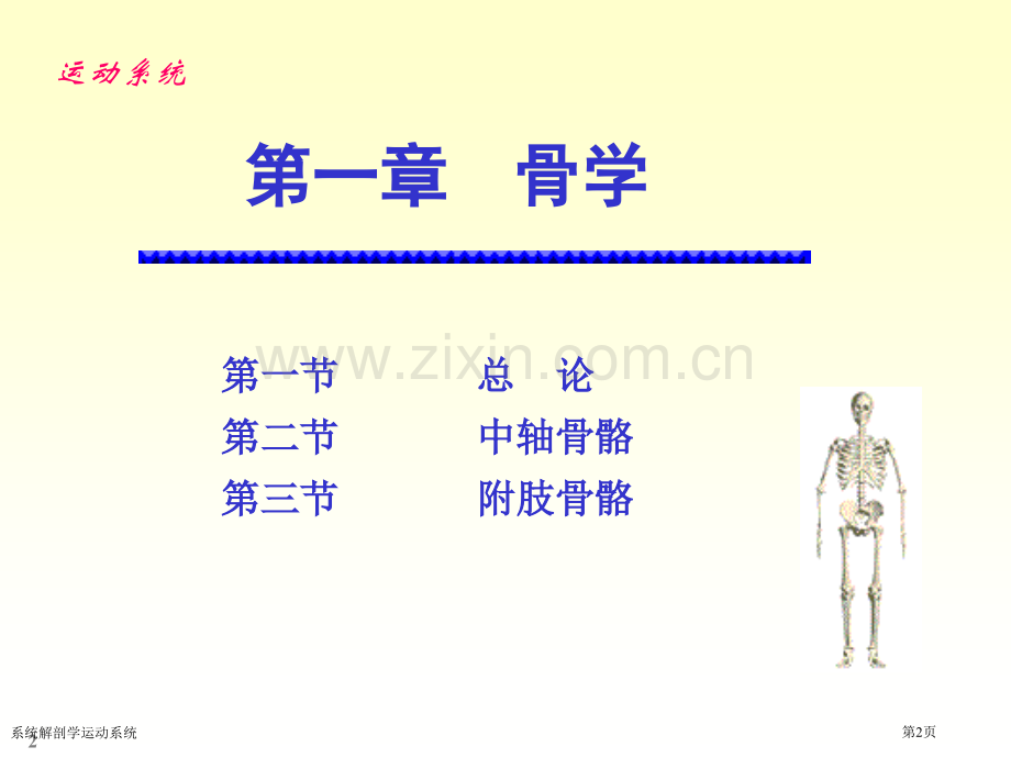 系统解剖学运动系统专家讲座.pptx_第2页