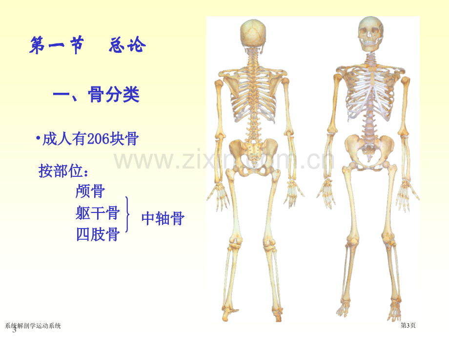 系统解剖学运动系统专家讲座.pptx_第3页