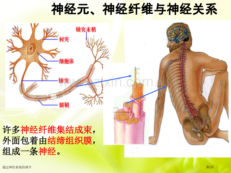 通过神经系统的调节.pptx_第2页