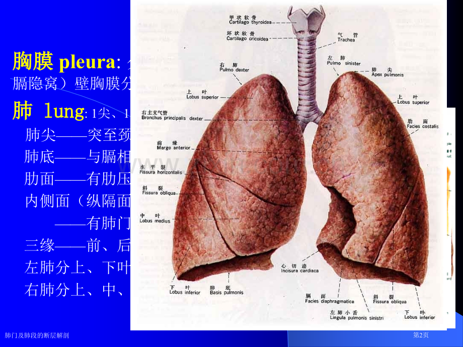 肺门及肺段的断层解剖.pptx_第2页